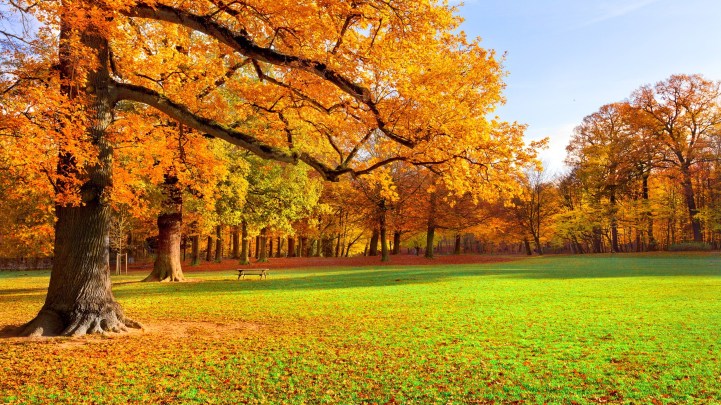 park-autumn-scenery-2560x1440